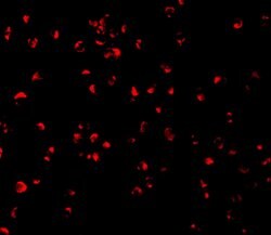 Invitrogen Caspase 5 Polyclonal Antibody 100 &mu;g | Buy Online | Invitrogen&trade; | Fisher Scientific