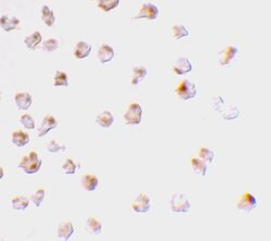 MCL-1 Polyclonal Antibody:Antibodies, Polyclonal