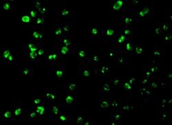 MCL-1 Polyclonal Antibody:Antibodies, Polyclonal