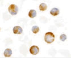 Invitrogen MCL-1 Polyclonal Antibody 100 &mu;g | Buy Online | Invitrogen&trade; | Fisher Scientific