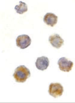 Invitrogen mTOR Polyclonal Antibody 100 &mu;g; Unconjugated:Antibodies,