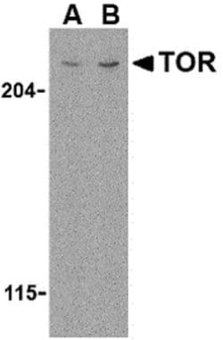 Invitrogen mTOR Polyclonal Antibody 100 &mu;g; Unconjugated:Antibodies,