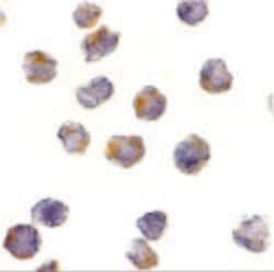 Invitrogen Raptor Polyclonal Antibody 100 &mu;g | Buy Online | Invitrogen&trade; | Fisher Scientific