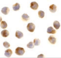 Invitrogen Raptor Polyclonal Antibody 100 &mu;g | Buy Online | Invitrogen&trade; | Fisher Scientific