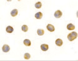 Invitrogen Raptor Polyclonal Antibody 100 μg; Unconjugated:Antibodies,