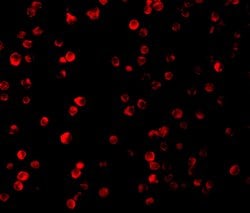 Invitrogen Raptor Polyclonal Antibody 100 μg; Unconjugated:Antibodies,