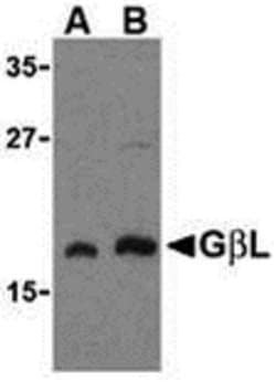 Invitrogen GBL Polyclonal Antibody 100 &mu;g; Unconjugated:Antibodies,