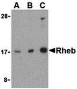 Invitrogen RHEB Polyclonal Antibody 100 &mu;g; Unconjugated:Antibodies,