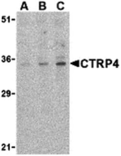 Invitrogen CTRP4 Polyclonal Antibody 100 &mu;g; Unconjugated:Antibodies,