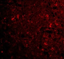 CTRP4 Polyclonal Antibody:Antibodies, Polyclonal