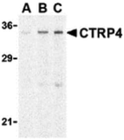 CTRP4 Polyclonal Antibody:Antibodies, Polyclonal