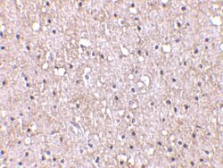 Invitrogen CTRP5 Polyclonal Antibody 100 &mu;g; Unconjugated:Antibodies,