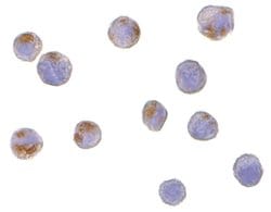 CTRP6 Polyclonal Antibody 100 &mu;g | Buy Online | Invitrogen | Fisher Scientific