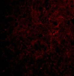 CTRP6 Polyclonal Antibody:Antibodies, Polyclonal