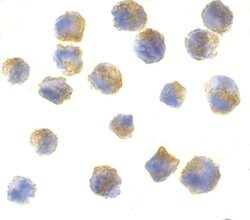 Invitrogen Precerebellin Polyclonal Antibody 100 μg; Unconjugated:Antibodies,