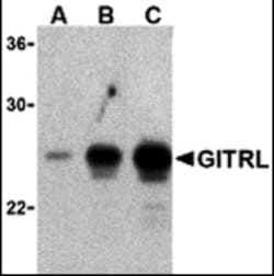 Invitrogen GITRL Polyclonal Antibody 100 &mu;g; Unconjugated:Antibodies,