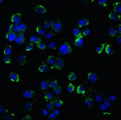 Invitrogen NGFR Polyclonal Antibody 100 &mu;g; Unconjugated:Anticorps,