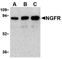 Invitrogen NGFR Polyclonal Antibody 100 &mu;g; Unconjugated:Anticorps,