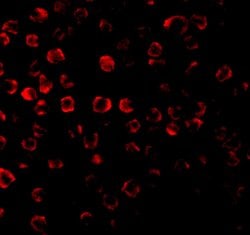 Invitrogen TRAF3 Polyclonal Antibody 100 μg; Unconjugated:Antibodies,