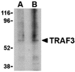 Invitrogen TRAF3 Polyclonal Antibody 100 μg; Unconjugated:Antibodies,