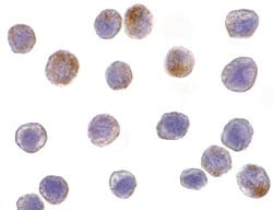 Invitrogen TRAF3 Polyclonal Antibody 100 &mu;g; Unconjugated:Antibodies,