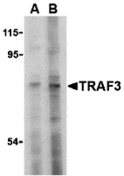 Invitrogen TRAF3 Polyclonal Antibody 100 &mu;g; Unconjugated:Antibodies,