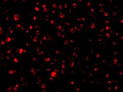 Invitrogen Bit1 Polyclonal Antibody 100 &mu;g; Unconjugated:Antibodies