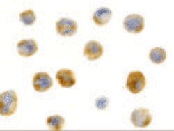 Invitrogen Beclin 1 Polyclonal Antibody 100 μg; Unconjugated:Antibodies,