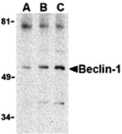 Invitrogen Beclin 1 Polyclonal Antibody 100 μg; Unconjugated:Antibodies,
