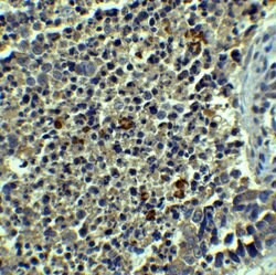 Beclin 1 Polyclonal Antibody, Invitrogen 100 &mu;g; Unconjugated:Antibodies