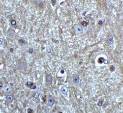 Beclin 1 Polyclonal Antibody, Invitrogen 100 &mu;g; Unconjugated:Antibodies