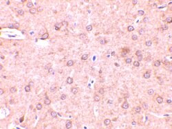 Beclin 1 Polyclonal Antibody, Invitrogen 100 &mu;g; Unconjugated:Antibodies