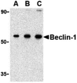 Beclin 1 Polyclonal Antibody, Invitrogen 100 &mu;g; Unconjugated:Antibodies