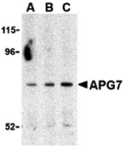 Invitrogen ATG7 Polyclonal Antibody 100 &mu;g | Buy Online | Invitrogen&trade; | Fisher Scientific