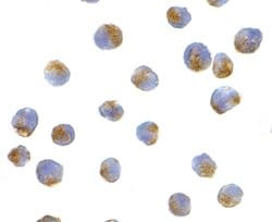 Invitrogen ATG7 Polyclonal Antibody 100 &mu;g; Unconjugated:Antibodies,