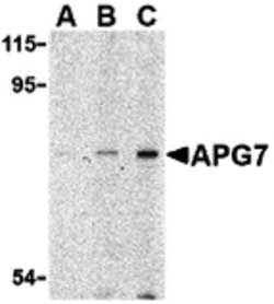 Invitrogen ATG7 Polyclonal Antibody 100 &mu;g; Unconjugated:Antibodies,
