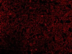Invitrogen CRMP1 Polyclonal Antibody 100 &mu;g; Unconjugated:Antibodies,