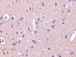 Invitrogen CRMP1 Polyclonal Antibody 100 &mu;g; Unconjugated:Antibodies,