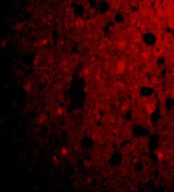 Invitrogen CRMP1 Polyclonal Antibody 100 &mu;g; Unconjugated:Antibodies,