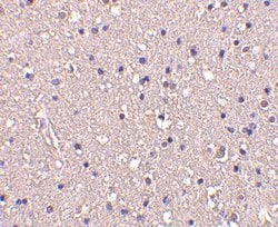 Invitrogen CRMP1 Polyclonal Antibody 100 &mu;g; Unconjugated:Antibodies,