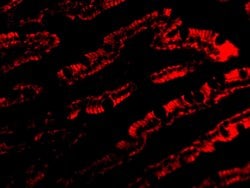 Invitrogen PIST Polyclonal Antibody 100 &mu;g; Unconjugated:Antibodies,