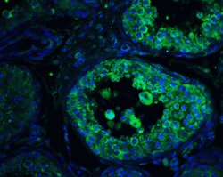 Invitrogen PIST Polyclonal Antibody 100 &mu;g; Unconjugated:Antibodies,