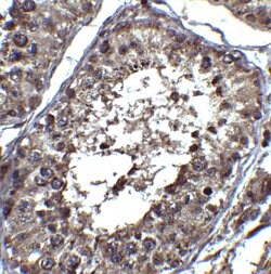 Invitrogen PIST Polyclonal Antibody 100 &mu;g; Unconjugated:Antibodies,