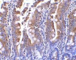 Invitrogen PIST Polyclonal Antibody 100 &mu;g; Unconjugated:Antibodies,