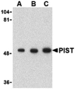 Invitrogen PIST Polyclonal Antibody 100 &mu;g; Unconjugated:Antibodies,