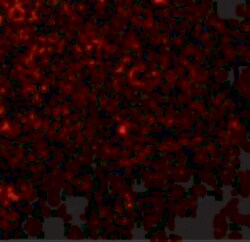 Invitrogen TLR1 Polyclonal Antibody 100 &mu;g | Buy Online | Invitrogen&trade; | Fisher Scientific