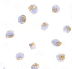 Invitrogen TLR1 Polyclonal Antibody 100 &mu;g; Unconjugated:Antibodies