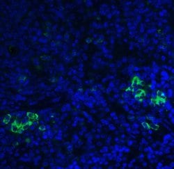Invitrogen TLR3 Polyclonal Antibody 100 &mu;g; Unconjugated:Antibodies,