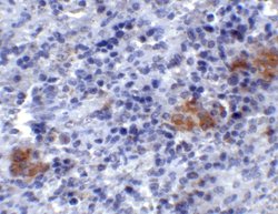 Invitrogen TLR3 Polyclonal Antibody 100 &mu;g; Unconjugated:Antibodies,