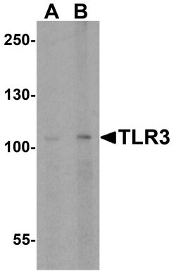 Invitrogen TLR3 Polyclonal Antibody 100 &mu;g; Unconjugated:Antibodies,